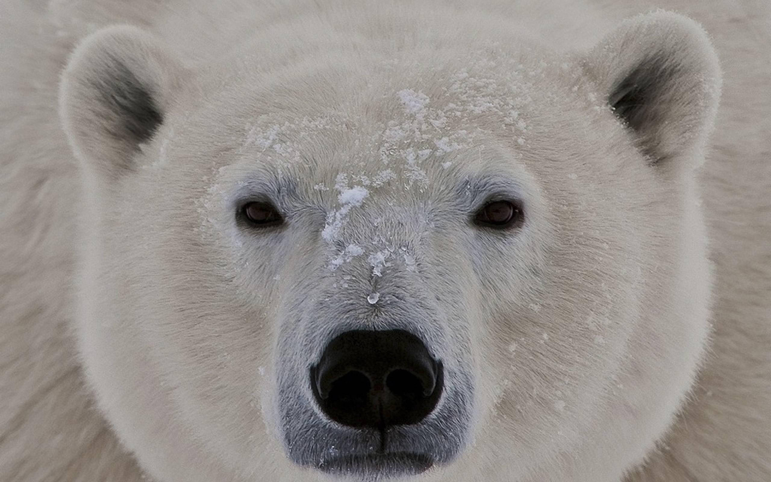 Alaska, polar bear, snowflakes, 2K Desktop Wallpaper