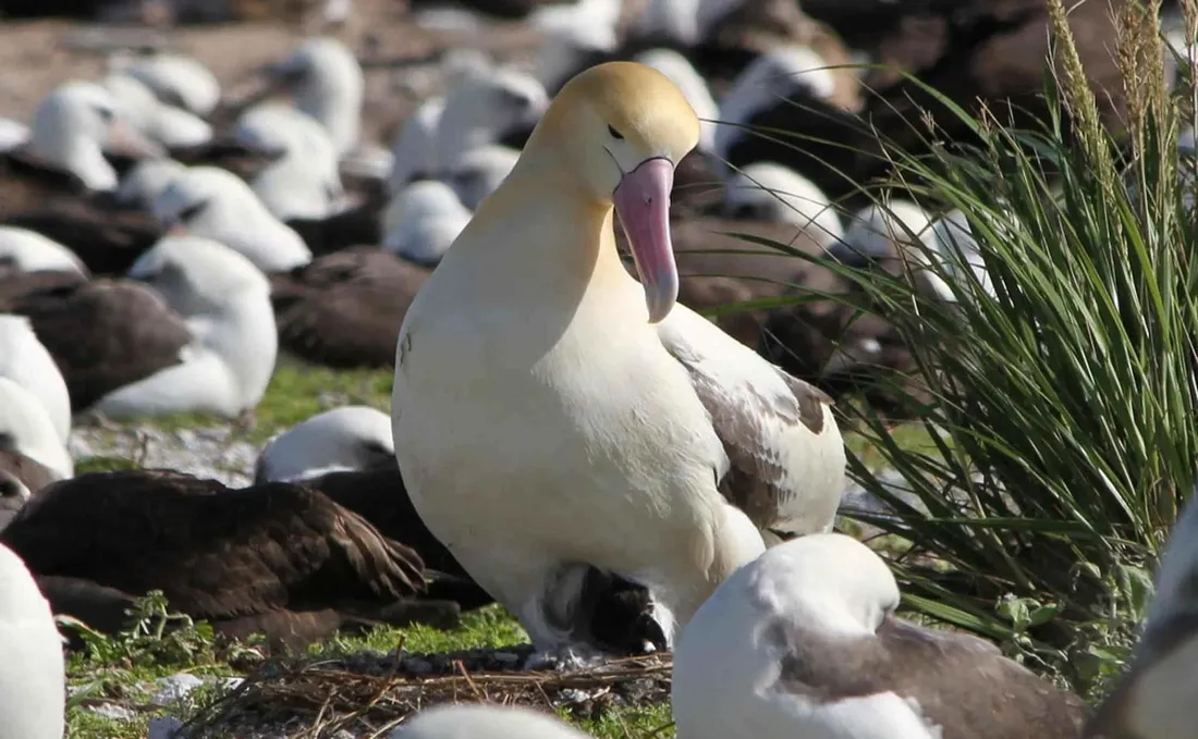 Albatross
