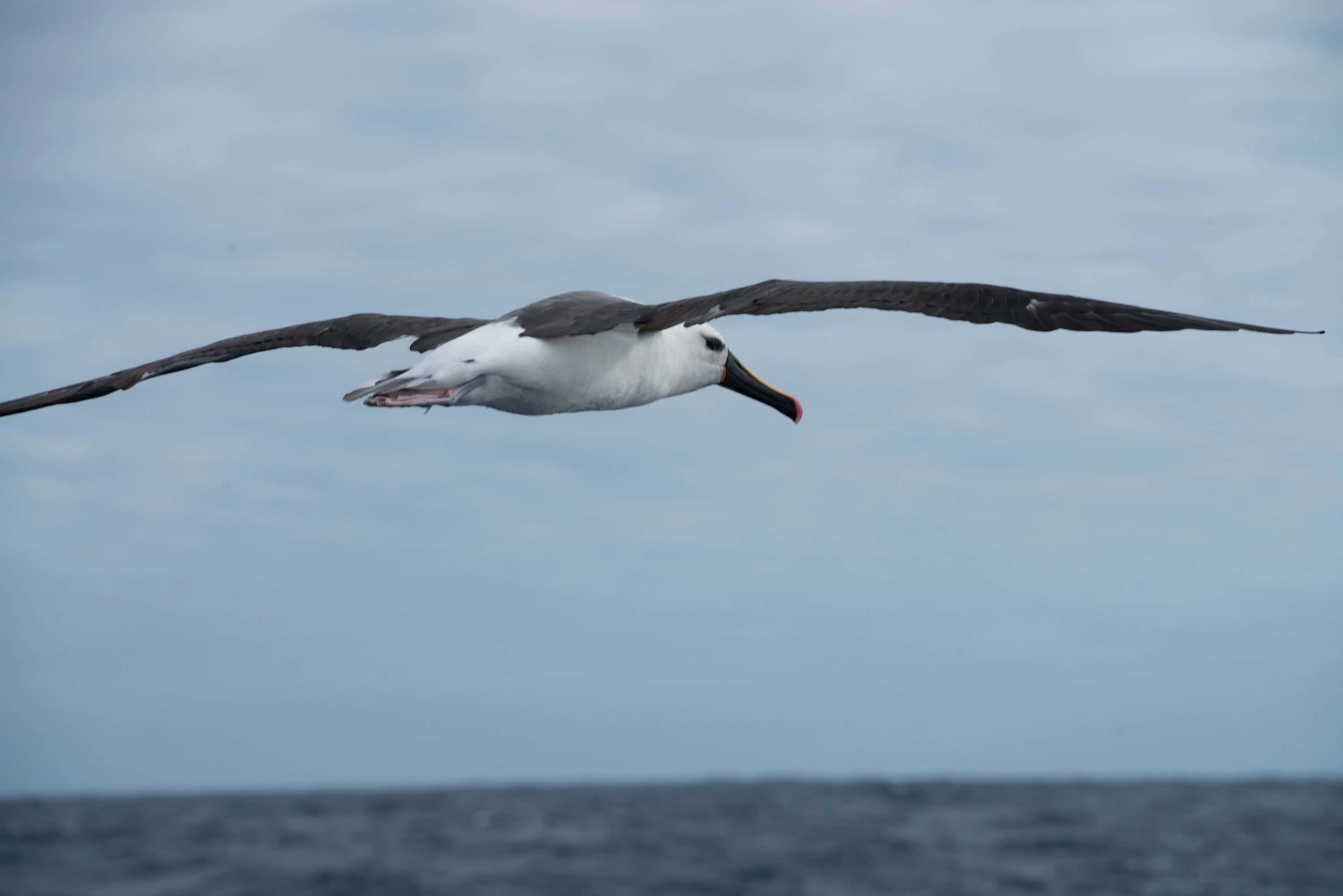 albatross, ocean, calm ocean waters, 2K Desktop Wallpaper