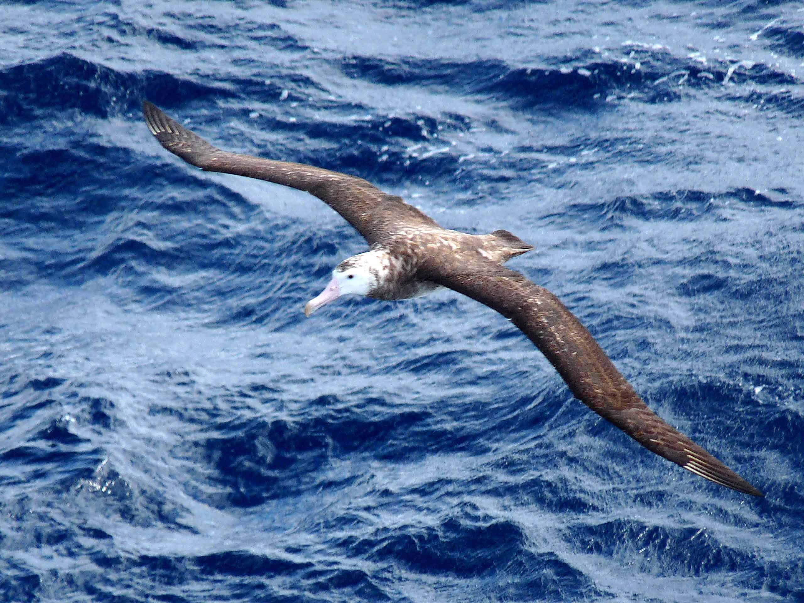 albatross, ocean, deep blue ocean waves, 2K Desktop Wallpaper