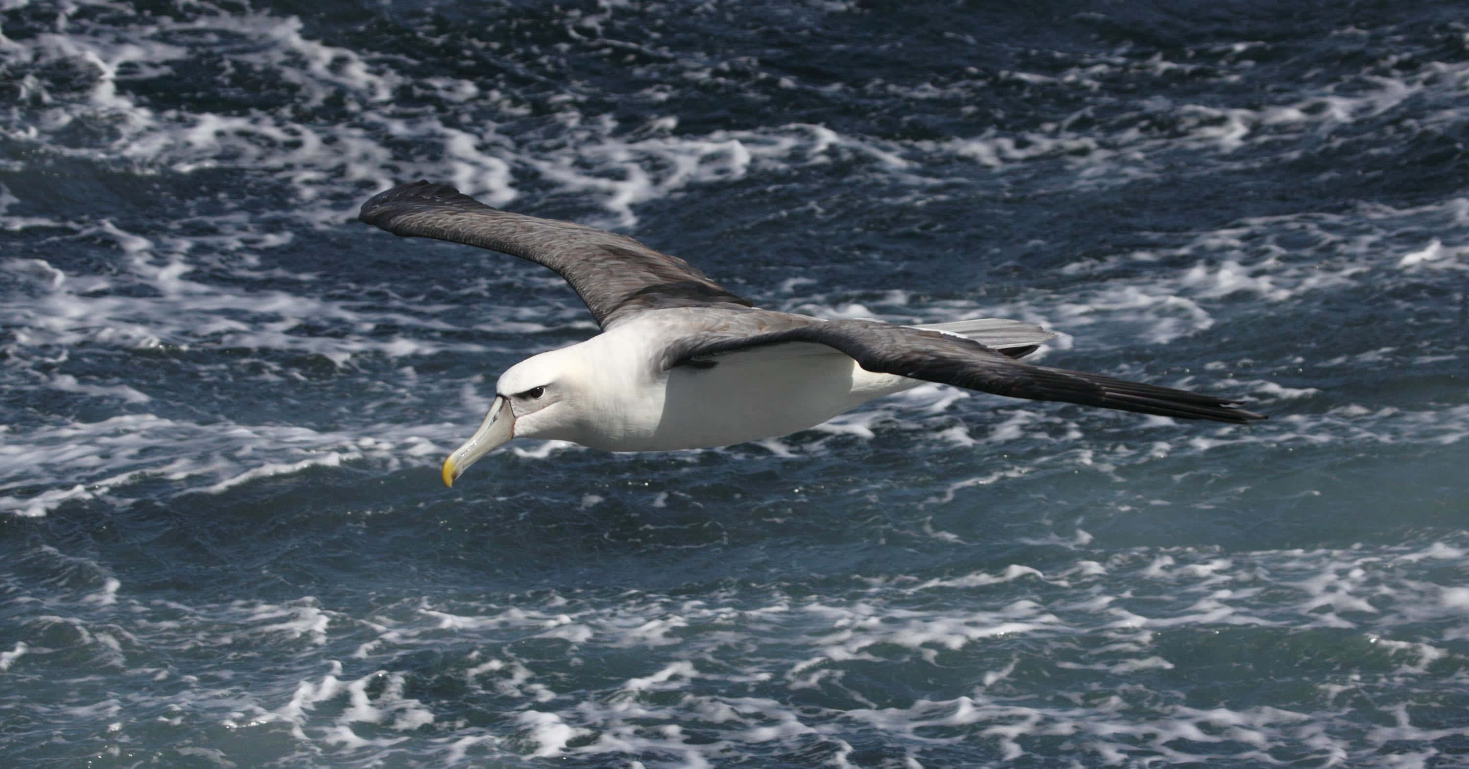albatross, ocean waves, blue ocean, 2K Desktop Wallpaper