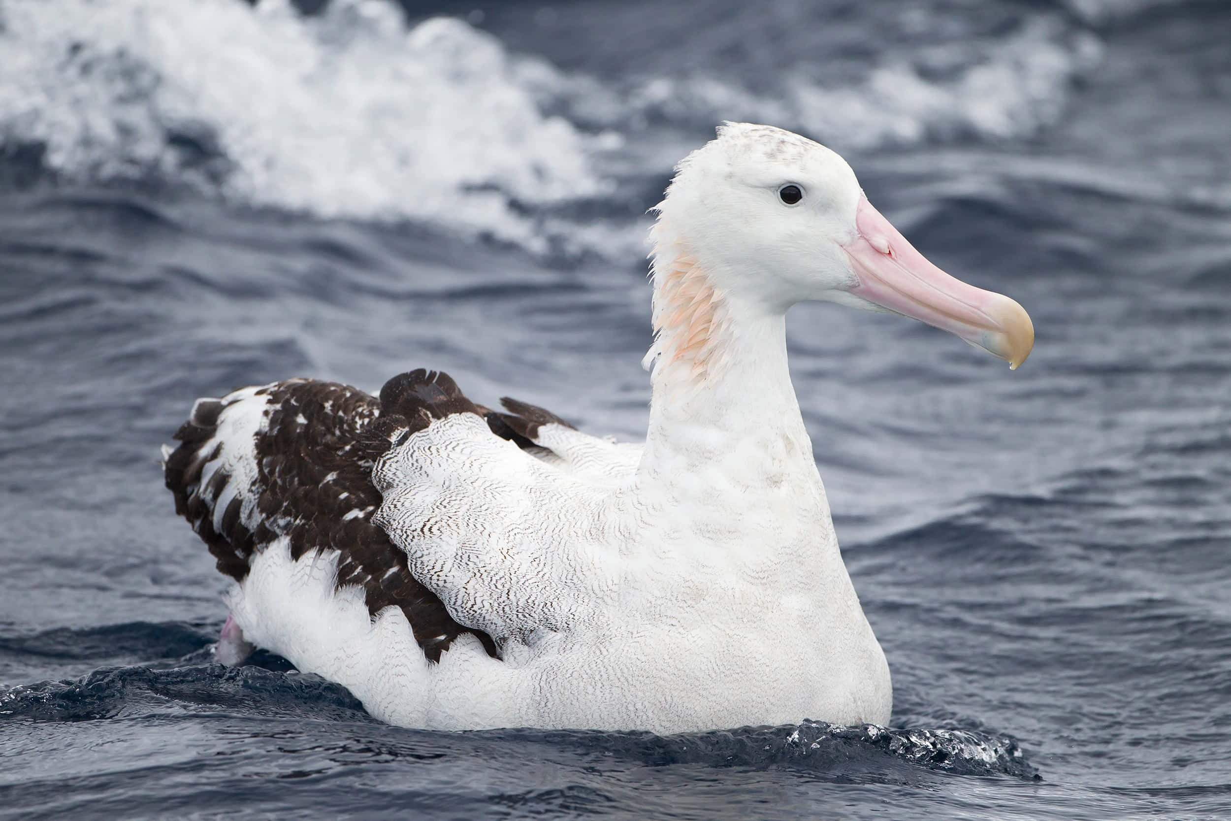 Albatross, white head, pink beak, Full HD Desktop Wallpaper