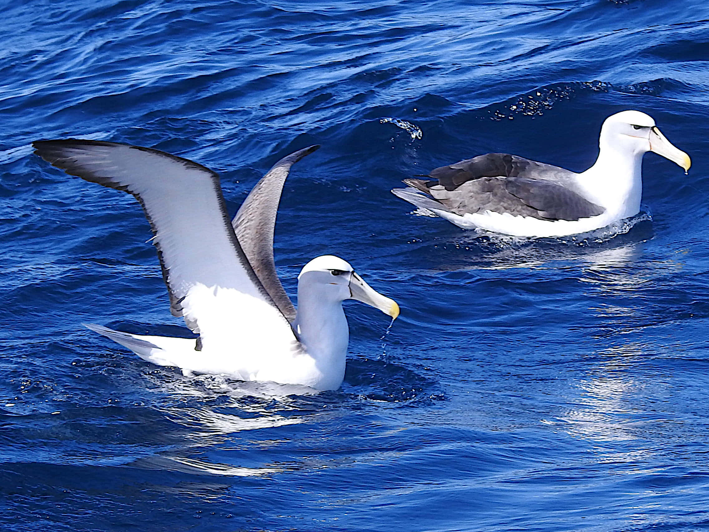 Albatrosses, blue ocean, vibrant blue ocean waves, Full HD Desktop Wallpaper
