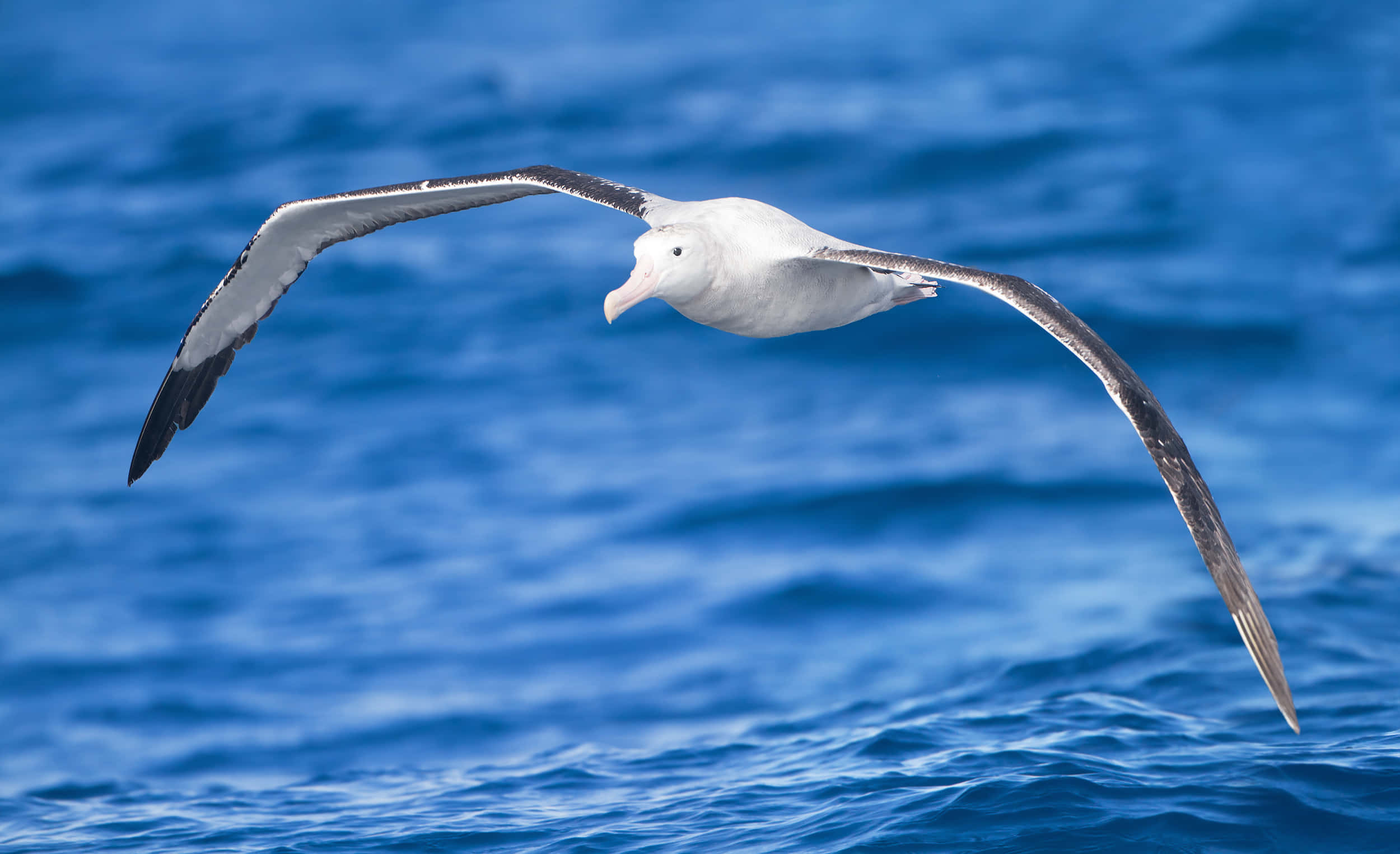 albatross, ocean, deep blue ocean waves, Full HD Desktop Wallpaper