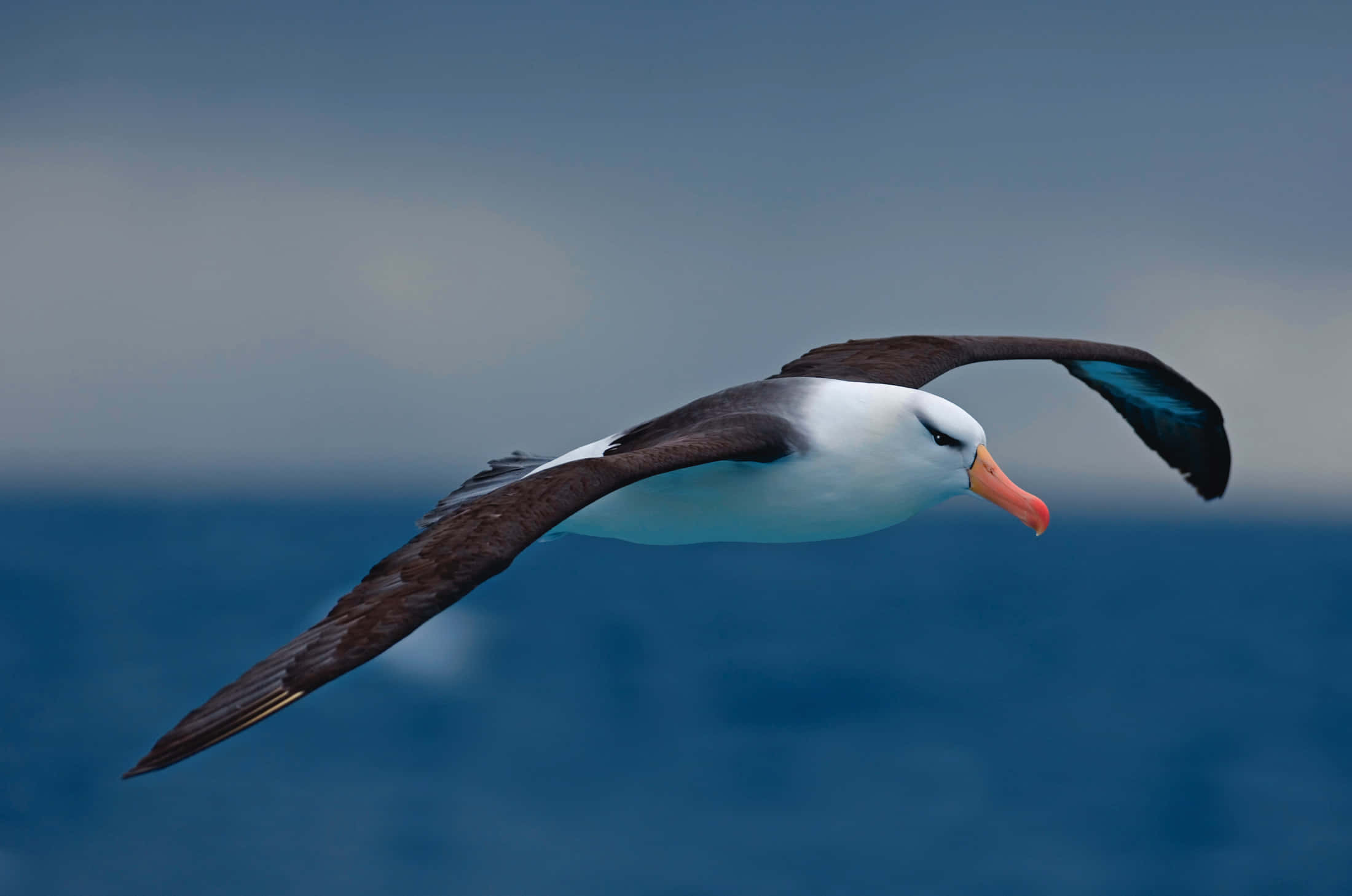 albatross, ocean, blue ocean, Full HD Desktop Wallpaper