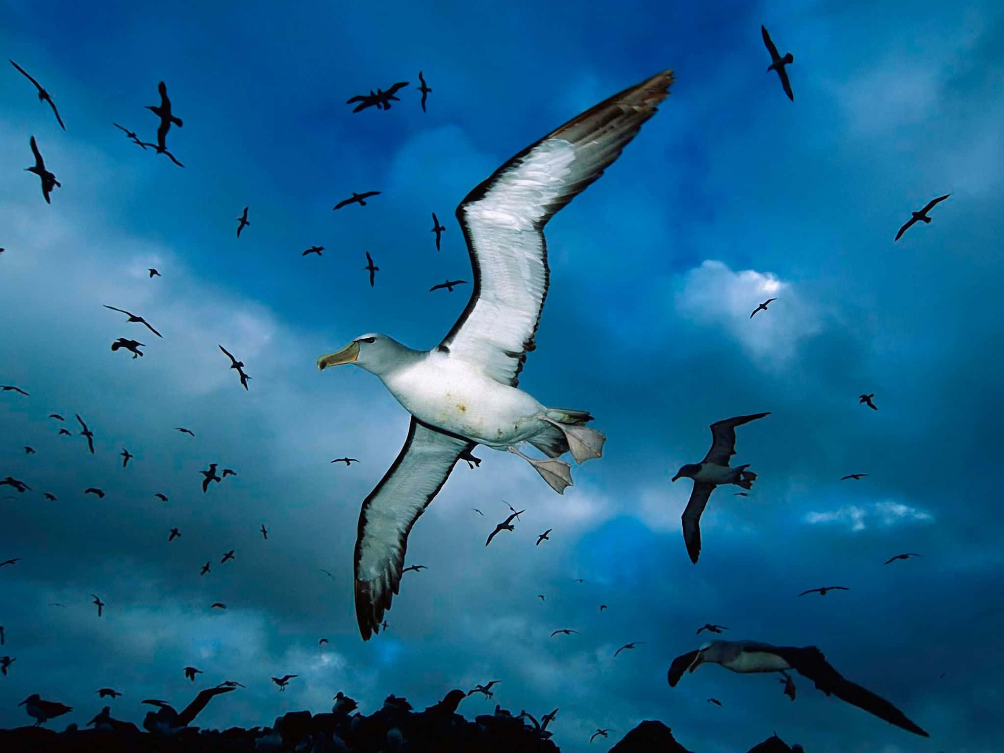albatross, vibrant blue sky, clouds, Full HD Desktop Wallpaper