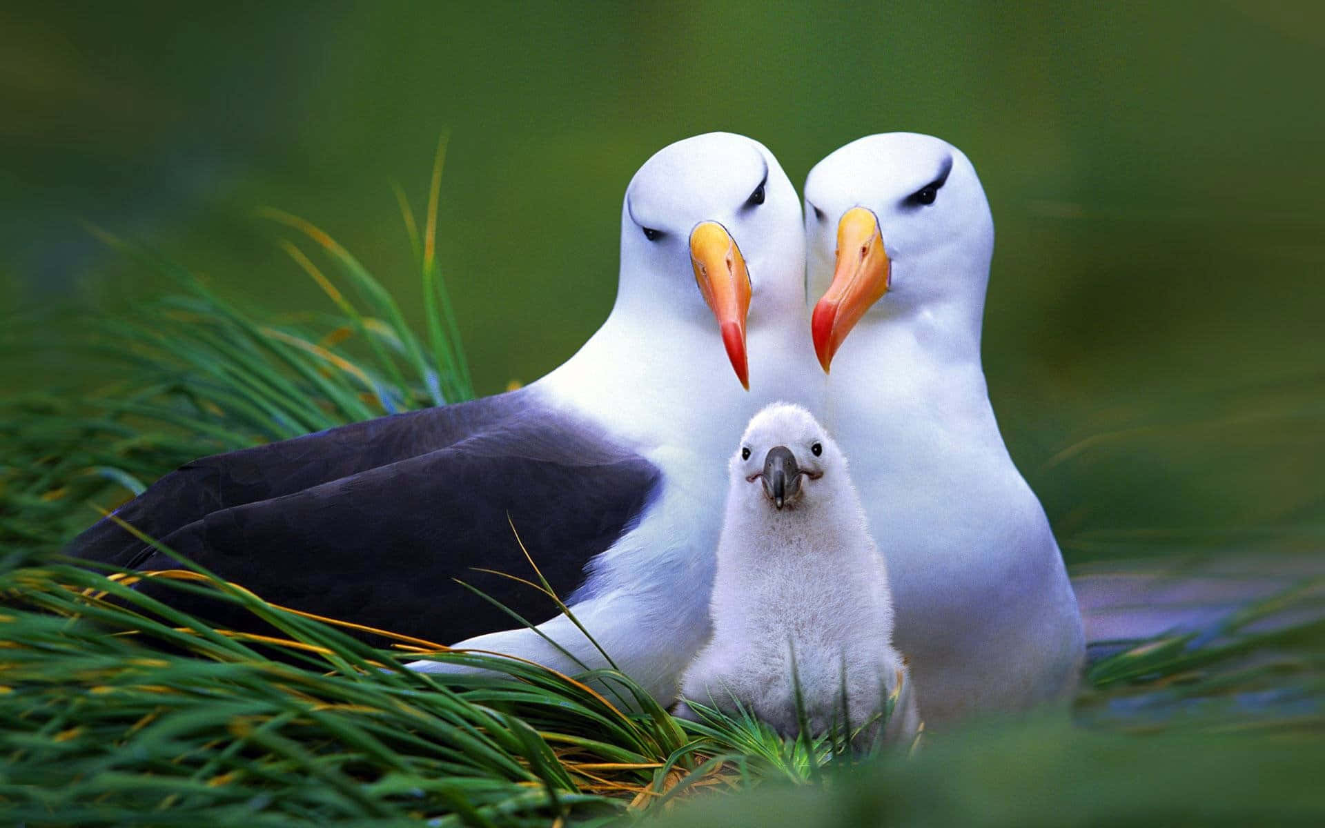 Albatross, family portrait, bright orange beaks, Full HD Desktop Wallpaper