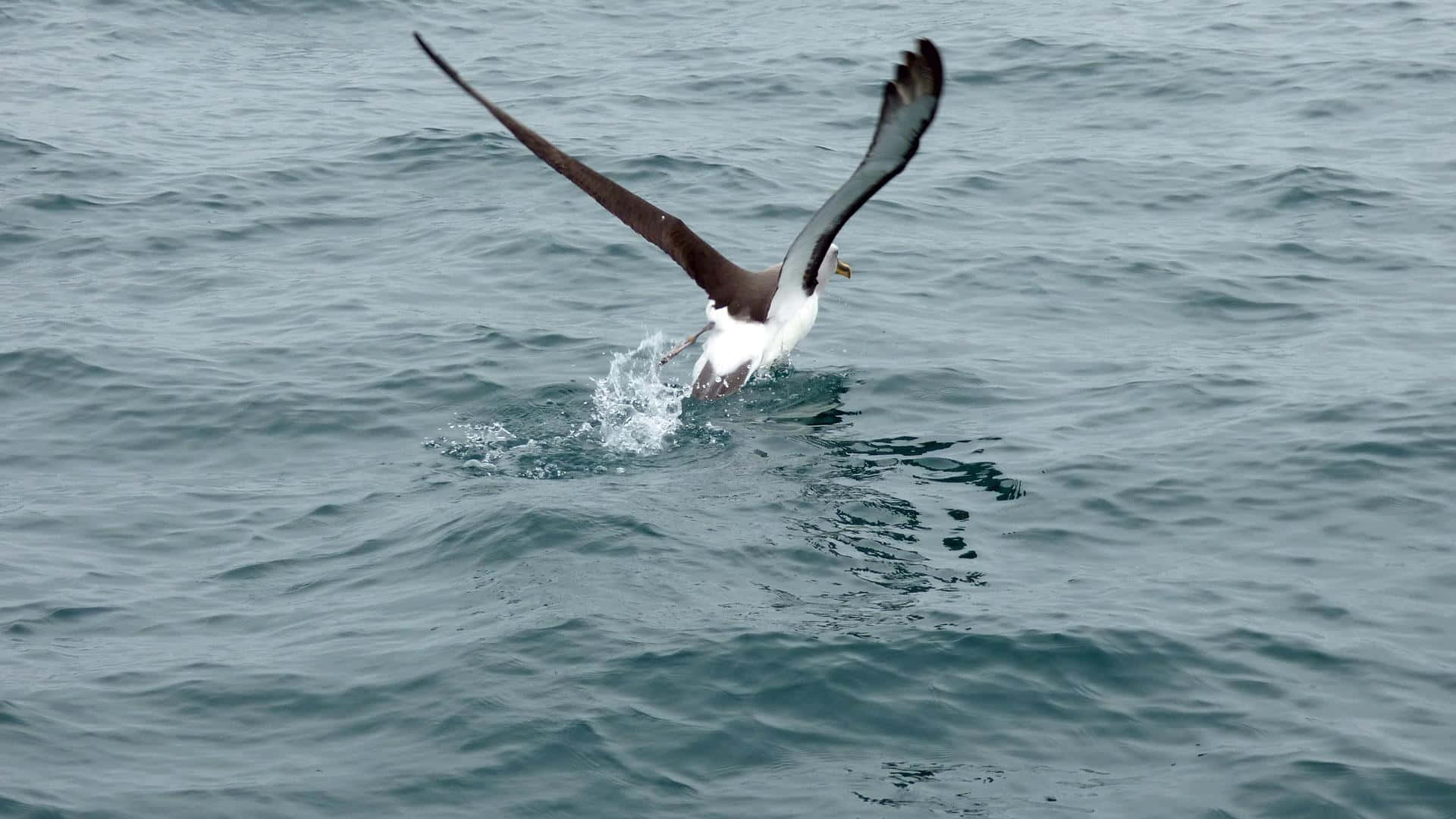 Albatross, choppy teal ocean, wings spread wide, Full HD Desktop Wallpaper