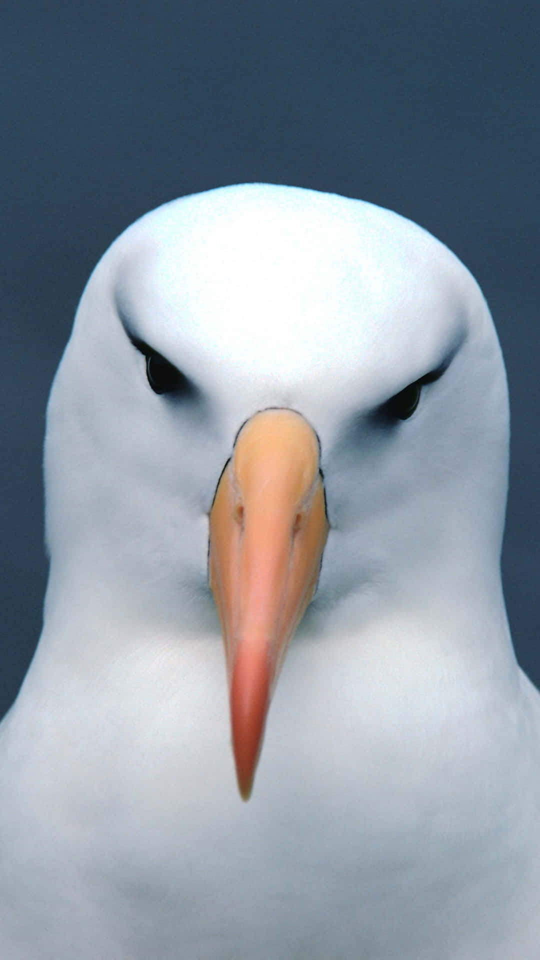 Albatross, white albatross, sharp orange beak, Full HD Phone Wallpaper