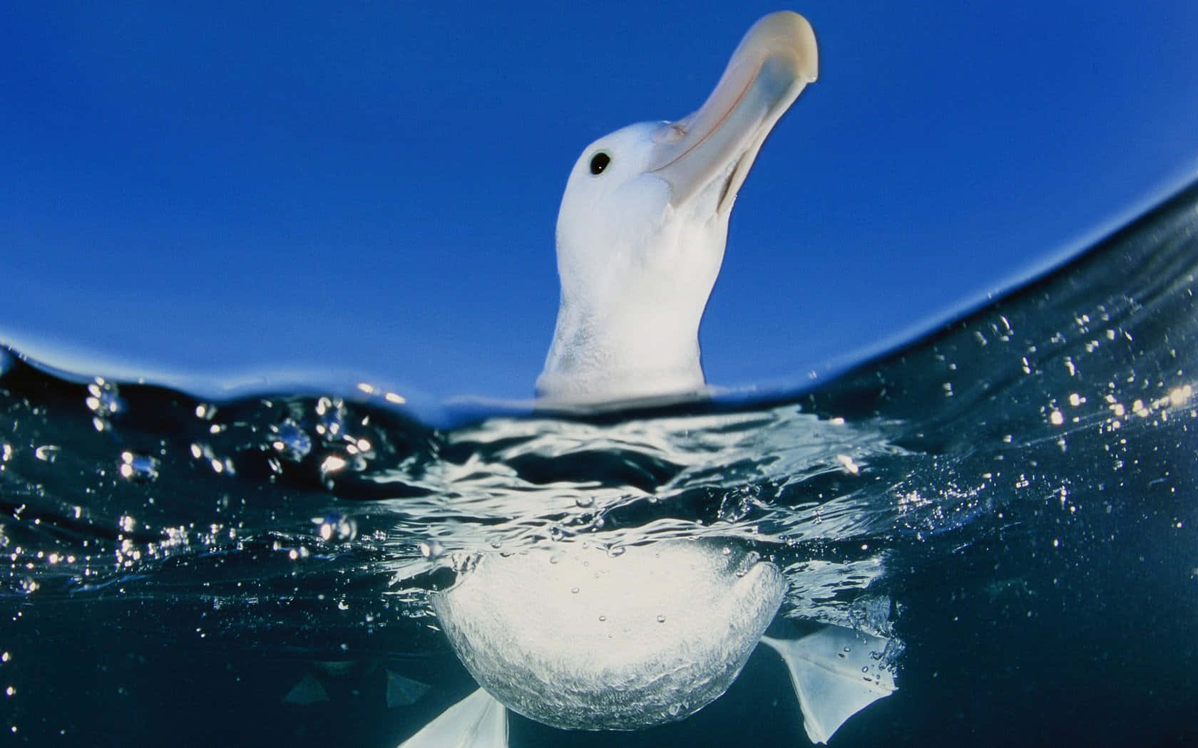 Albatross, ocean, deep blue ocean water, HD Desktop Wallpaper