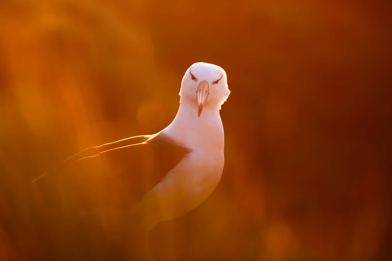 Albatross, golden light, sunset, HD Desktop Wallpaper