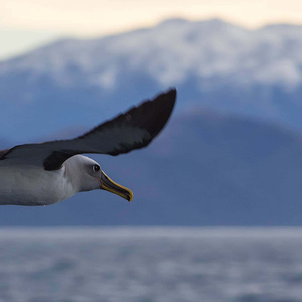Albatross, mountain backdrop, calm ocean waters, SD Desktop Wallpaper