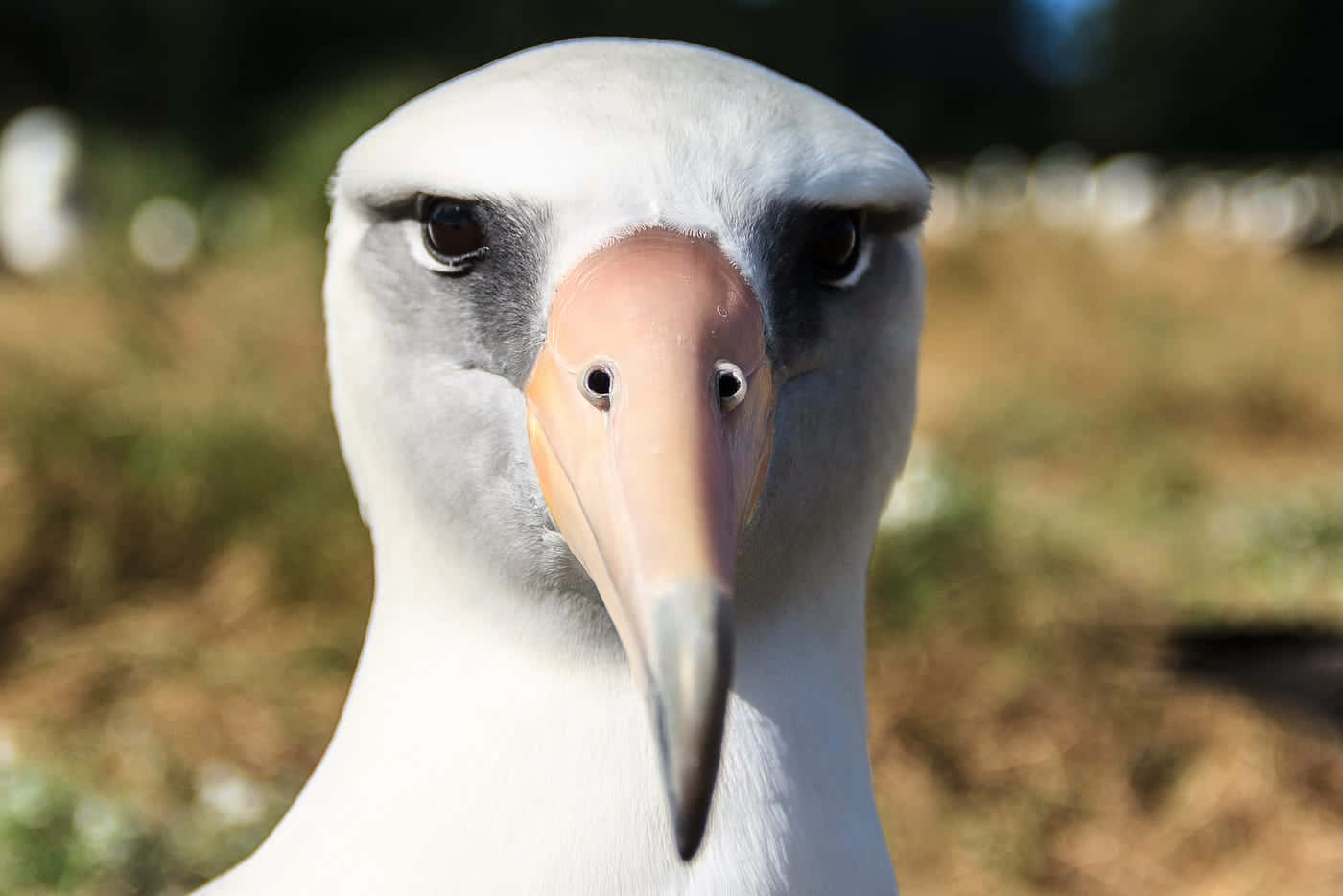 albatross, white albatross, pinkish beak, HD Desktop Wallpaper