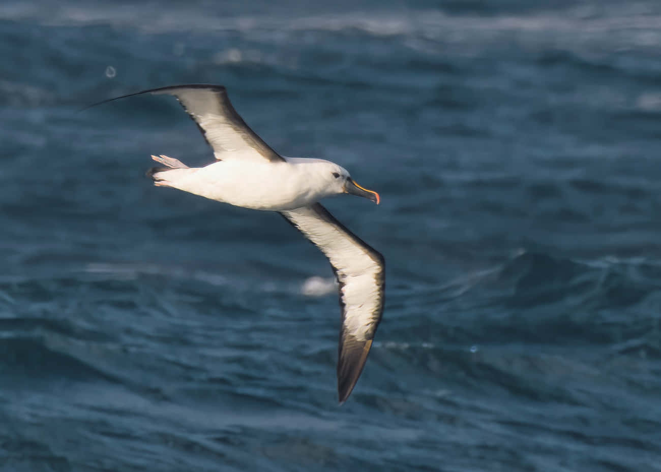 albatross, white albatross, black wingtips, HD Desktop Wallpaper