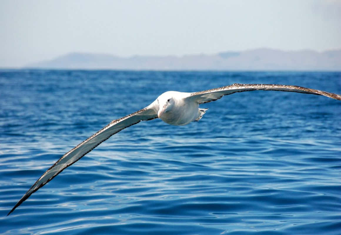 albatross, ocean, deep blue ocean waters, SD Desktop Wallpaper