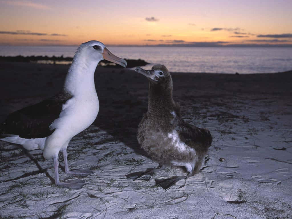 Albatross, parent and chick, dusk, SD Desktop Wallpaper