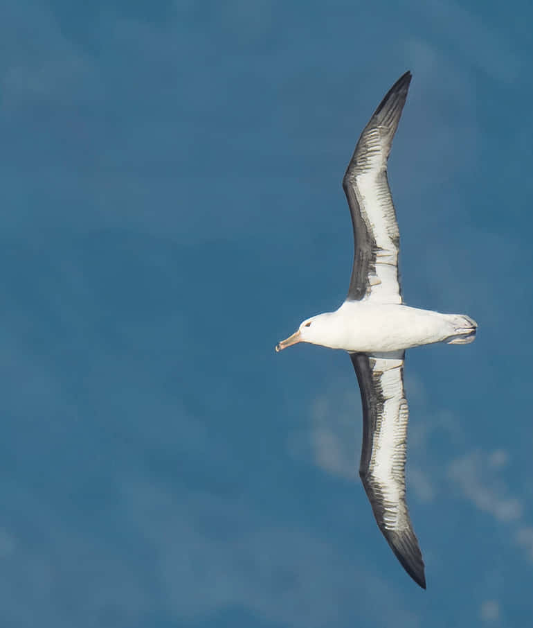 albatross, blue sky, soaring, SD Phone Wallpaper