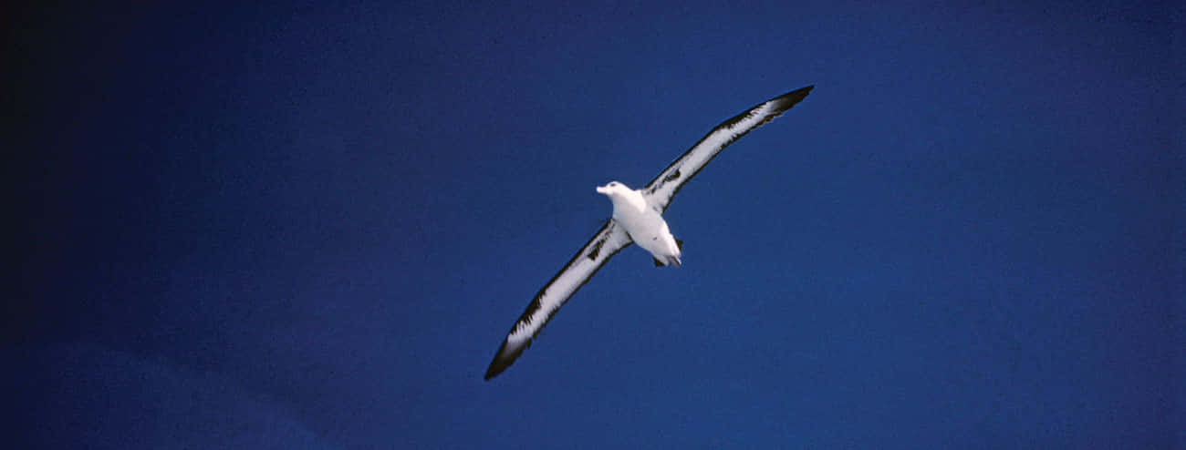 albatross, white albatross, black wingtips, HD Desktop Wallpaper