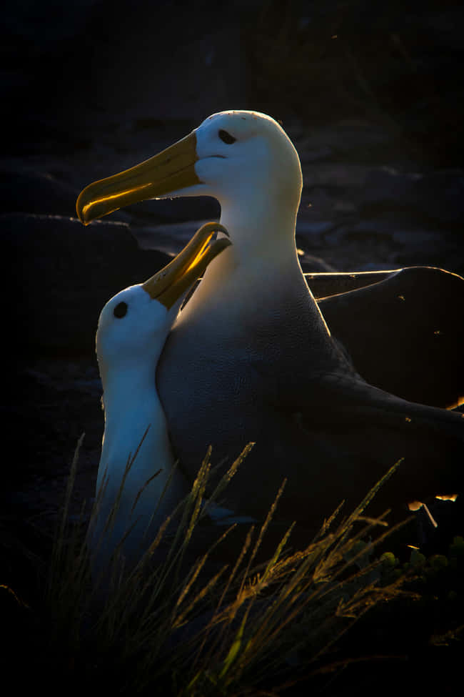 Albatross, sunset, silhouette, SD Phone Wallpaper