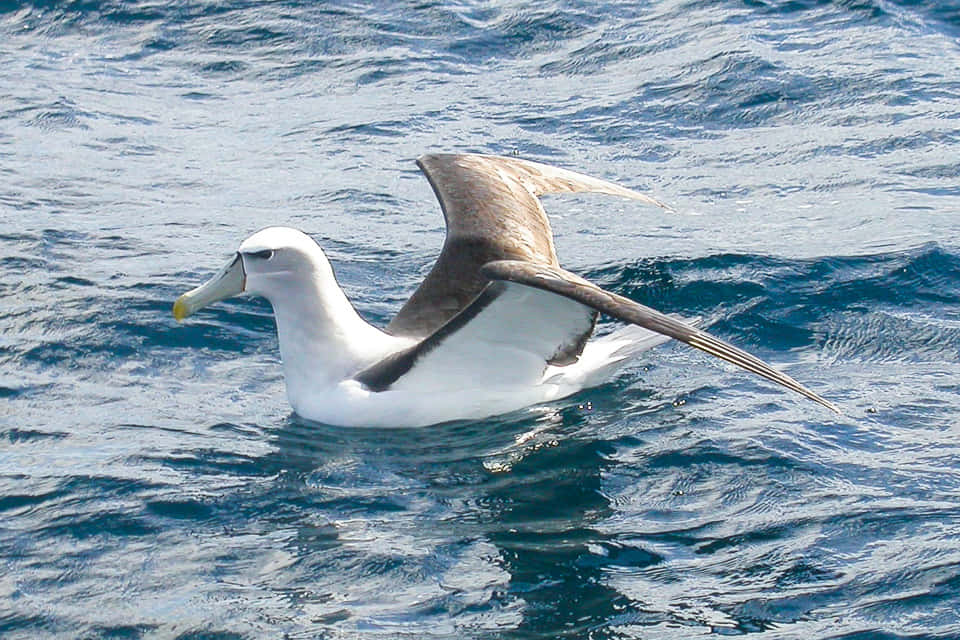 Albatross, ocean, deep blue ocean waves, SD Desktop Wallpaper
