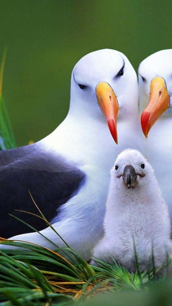 Albatross, orange beaks, fluffy white chick, SD Phone Wallpaper