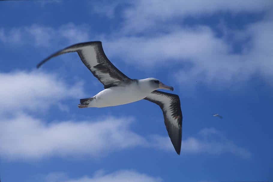 albatross, blue sky, fluffy white clouds, SD Desktop Wallpaper