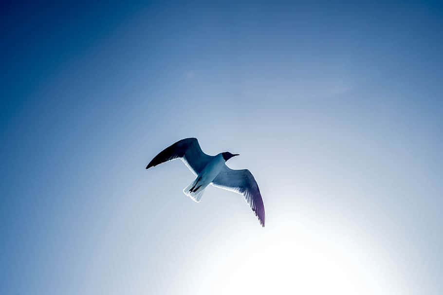 Albatross, sunlit sky, gradient blue sky, SD Desktop Wallpaper