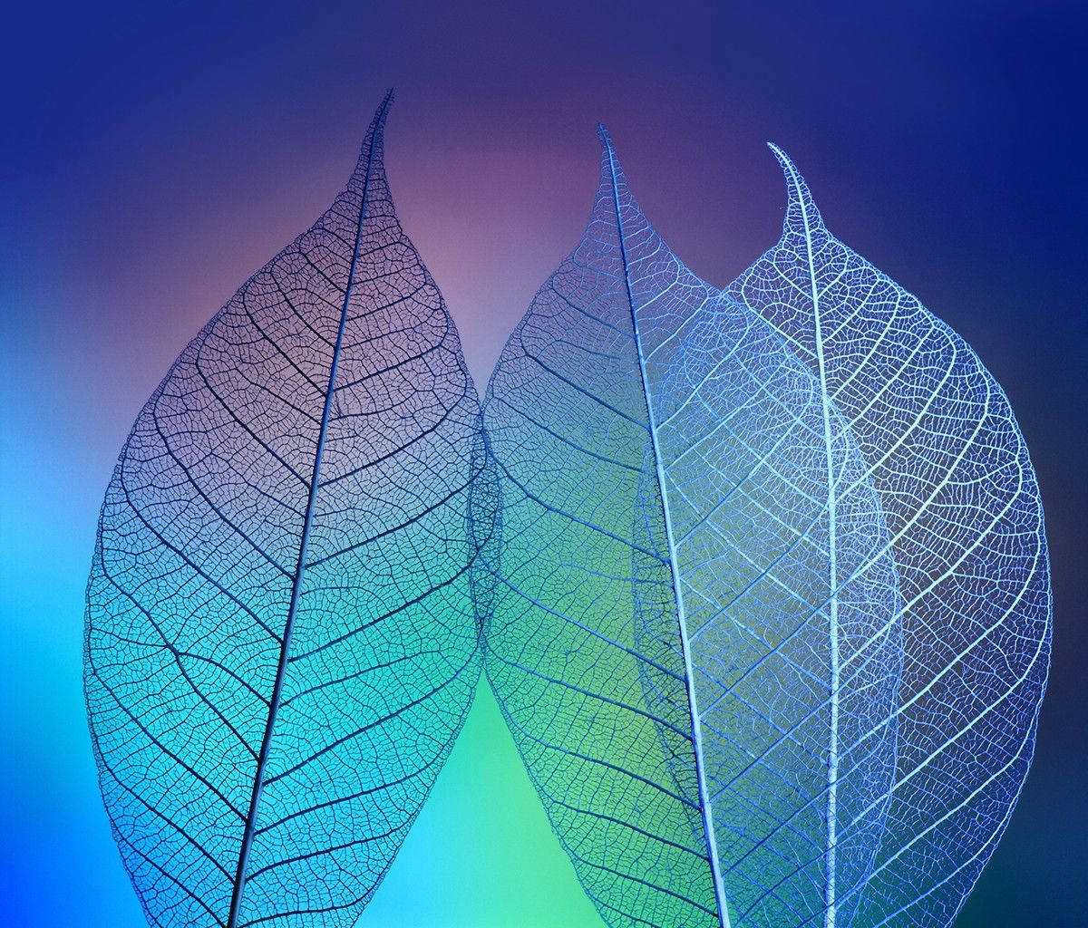 Alcatel, transparent leaves, electric blue green, SD Desktop Wallpaper