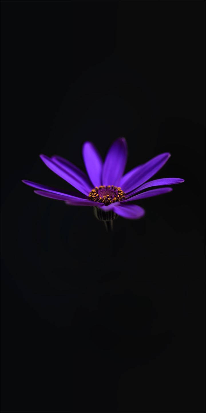 Alcatel, purple water lily, vibrant purple, HD Phone Wallpaper