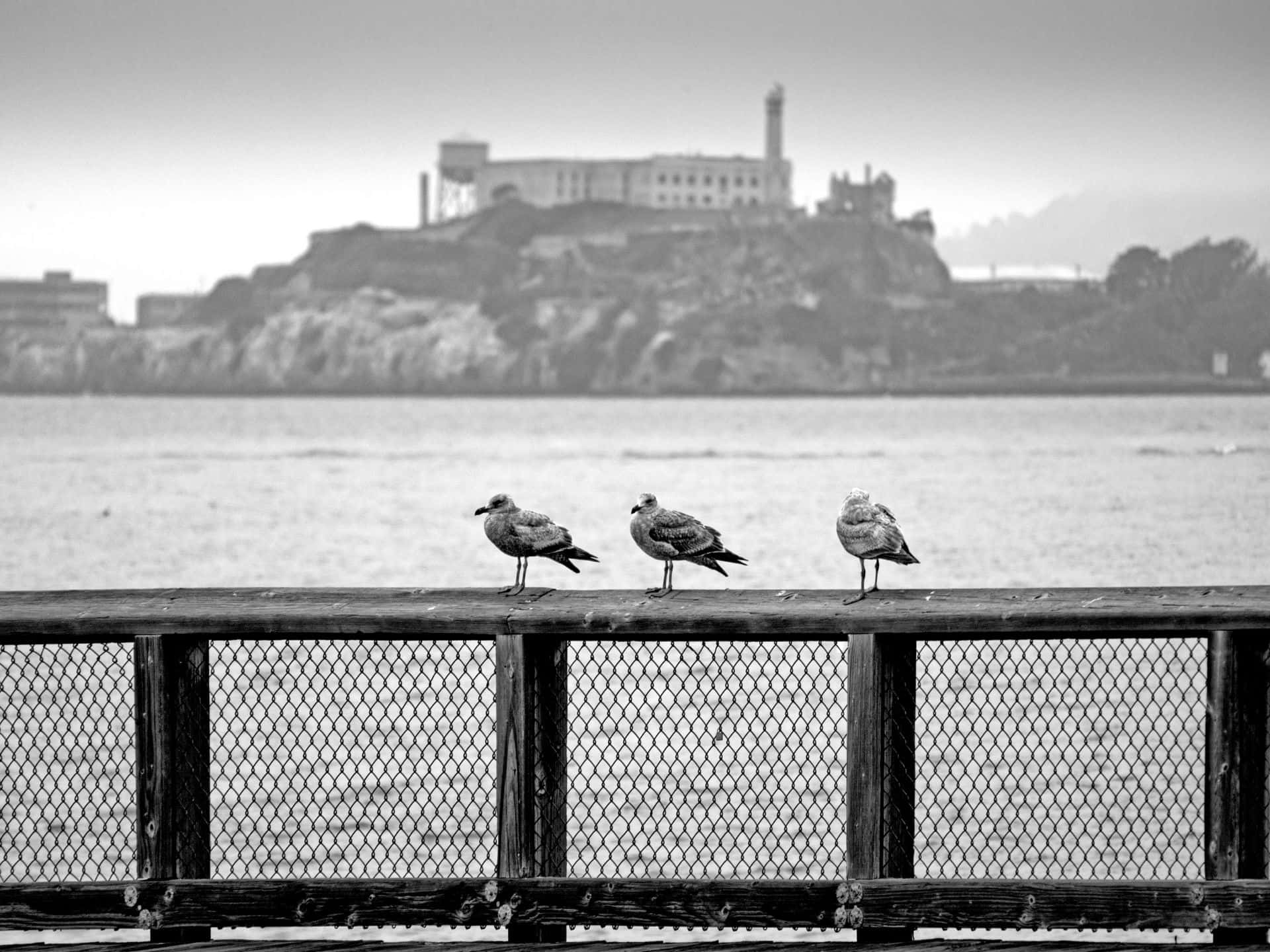 Alcatraz Island, seagulls, weathered railing, Full HD Desktop Wallpaper