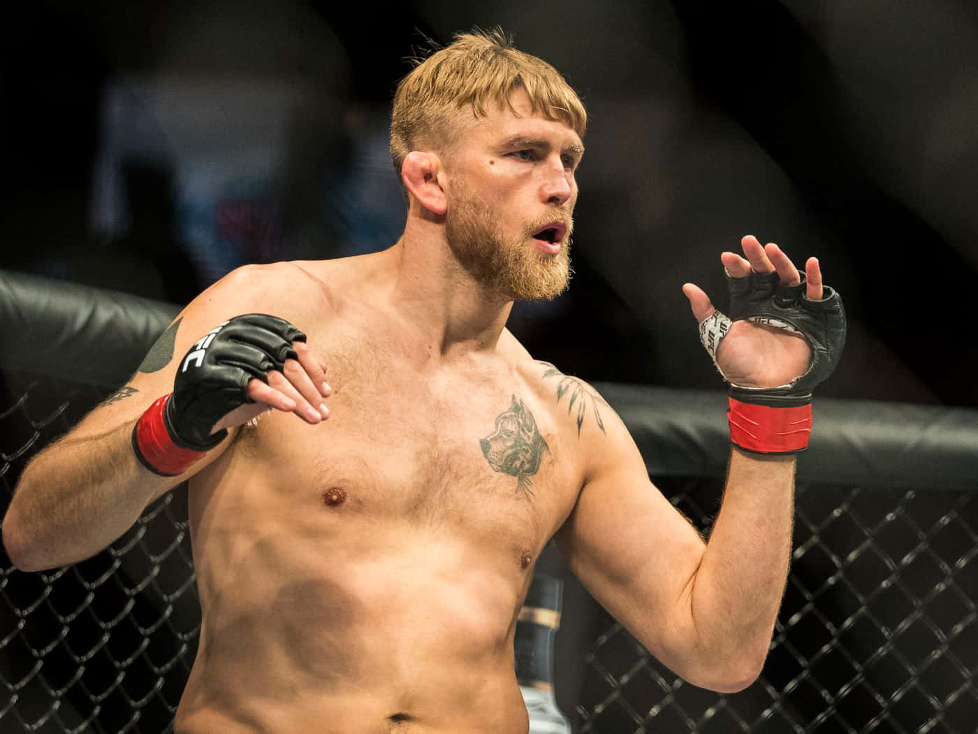 Alexander Gustafsson, mixed martial artist, MMA, HD Desktop Wallpaper