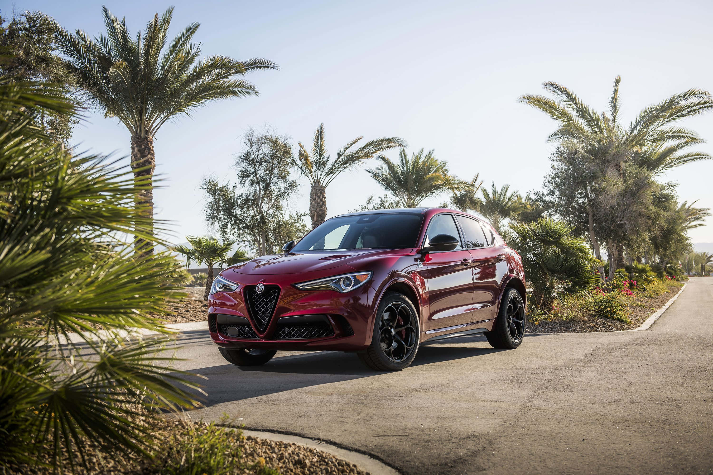 Alfa Romeo Stelvio, glossy red, palm-lined coastal road, 2K Desktop Wallpaper