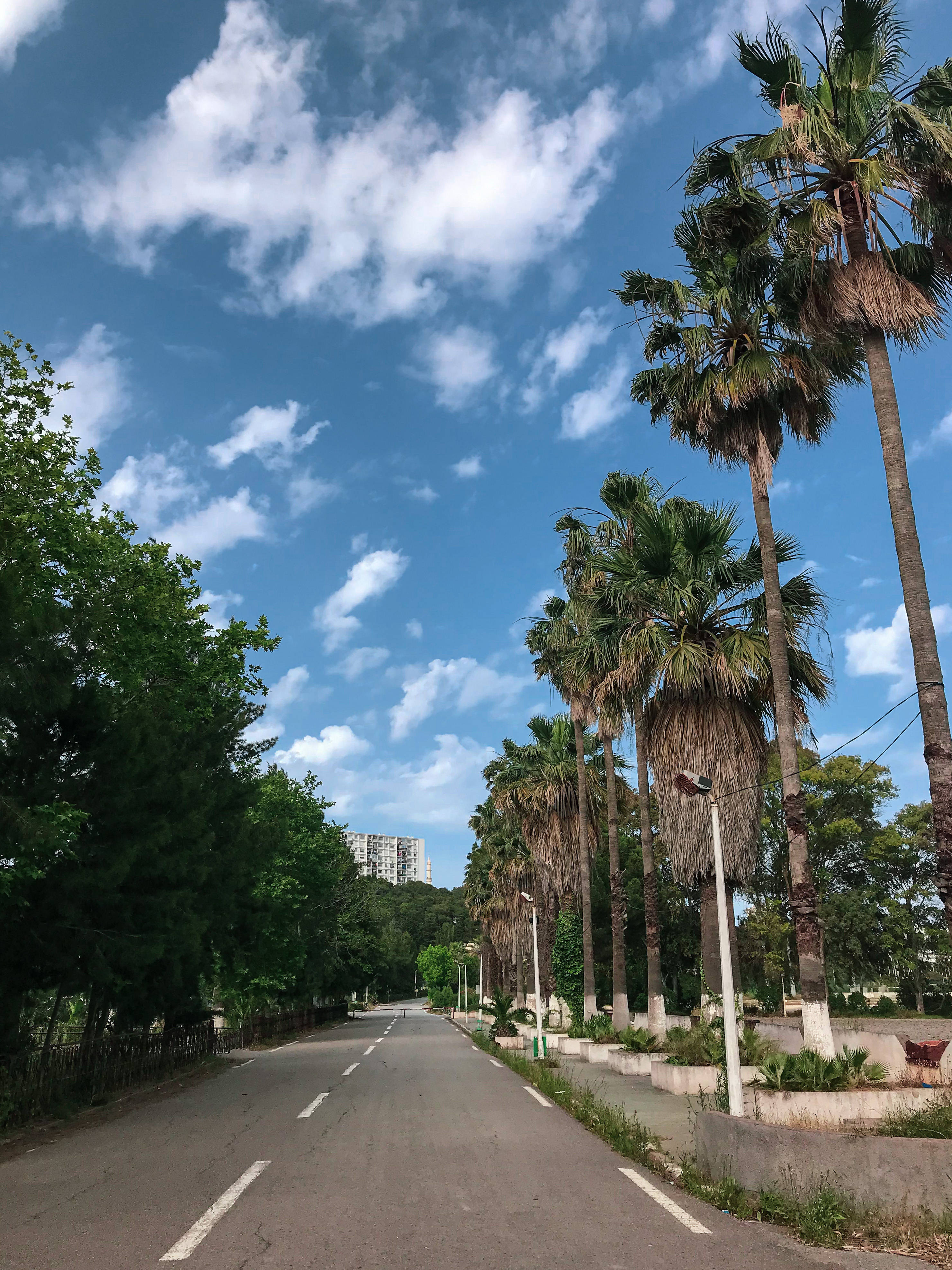 Algeria, palm tree road, sunlit road, 4K Phone Wallpaper