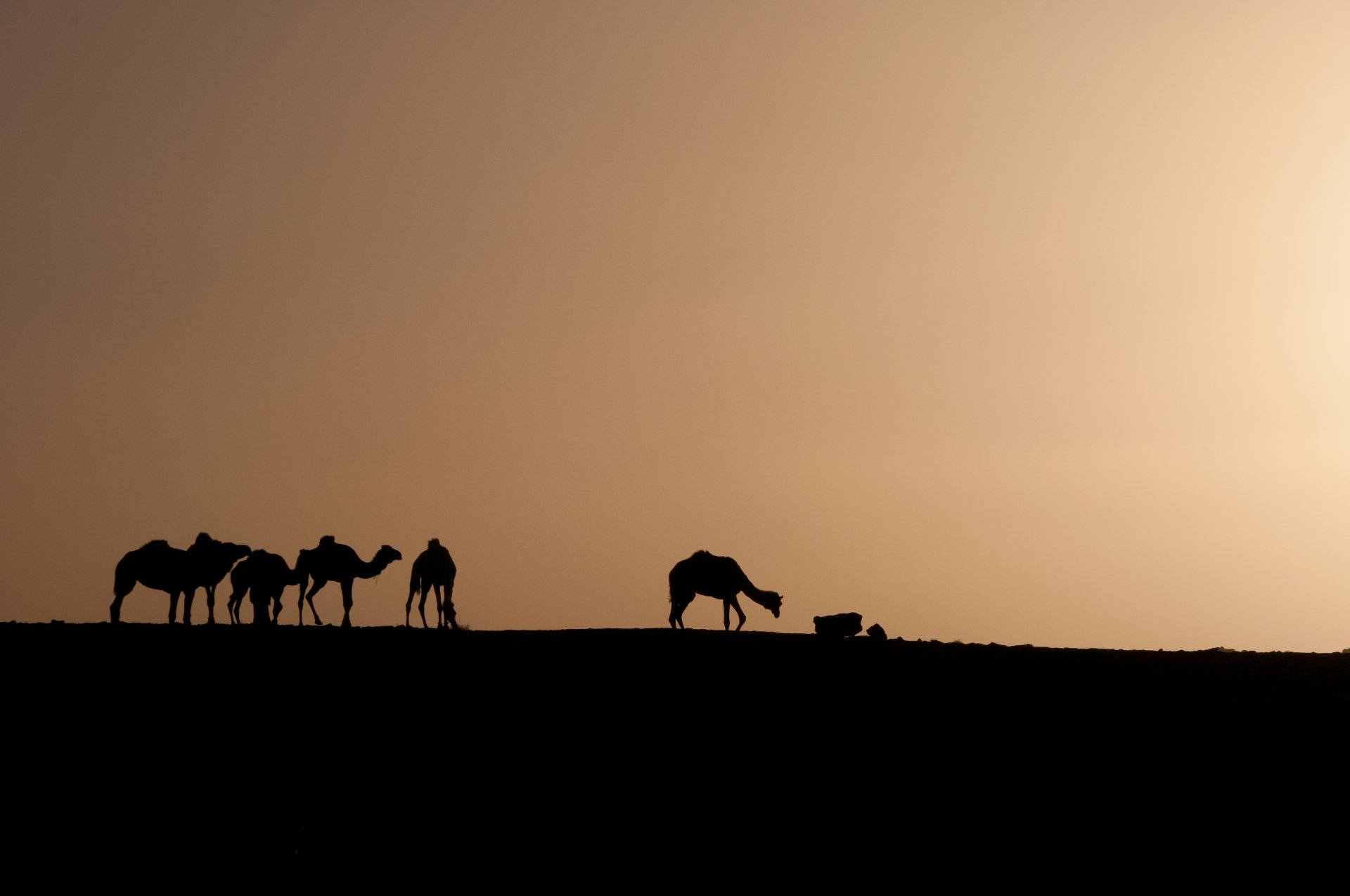 Algeria, desert dune, camels, Full HD Desktop Wallpaper