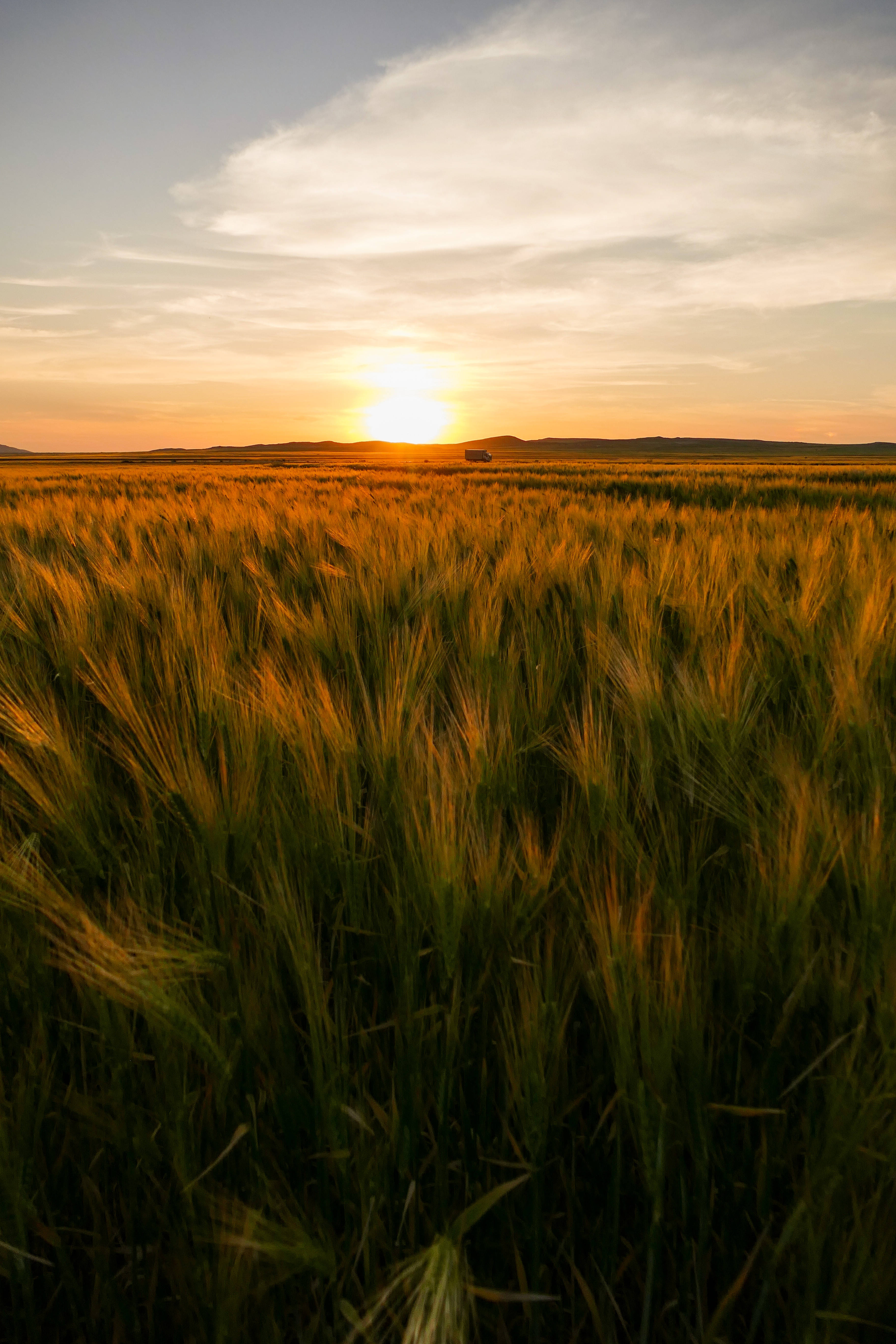 Algeria, Green Fields, Sunset, 5K Phone Wallpaper