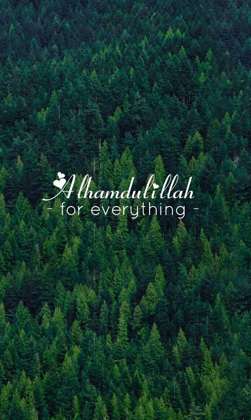 Alhamdulillah Evergreen Trees, aerial view, dense evergreen forest, HD Phone Wallpaper