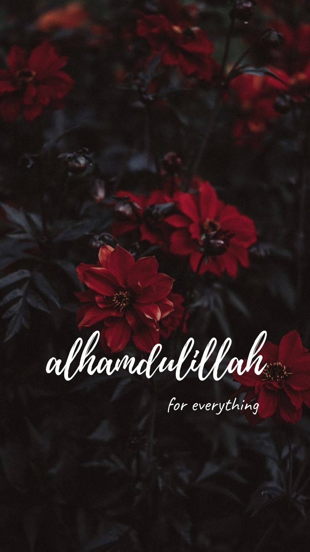 Alhamdulillah, red dahlias, deep shadowed foliage, Full HD Phone Wallpaper