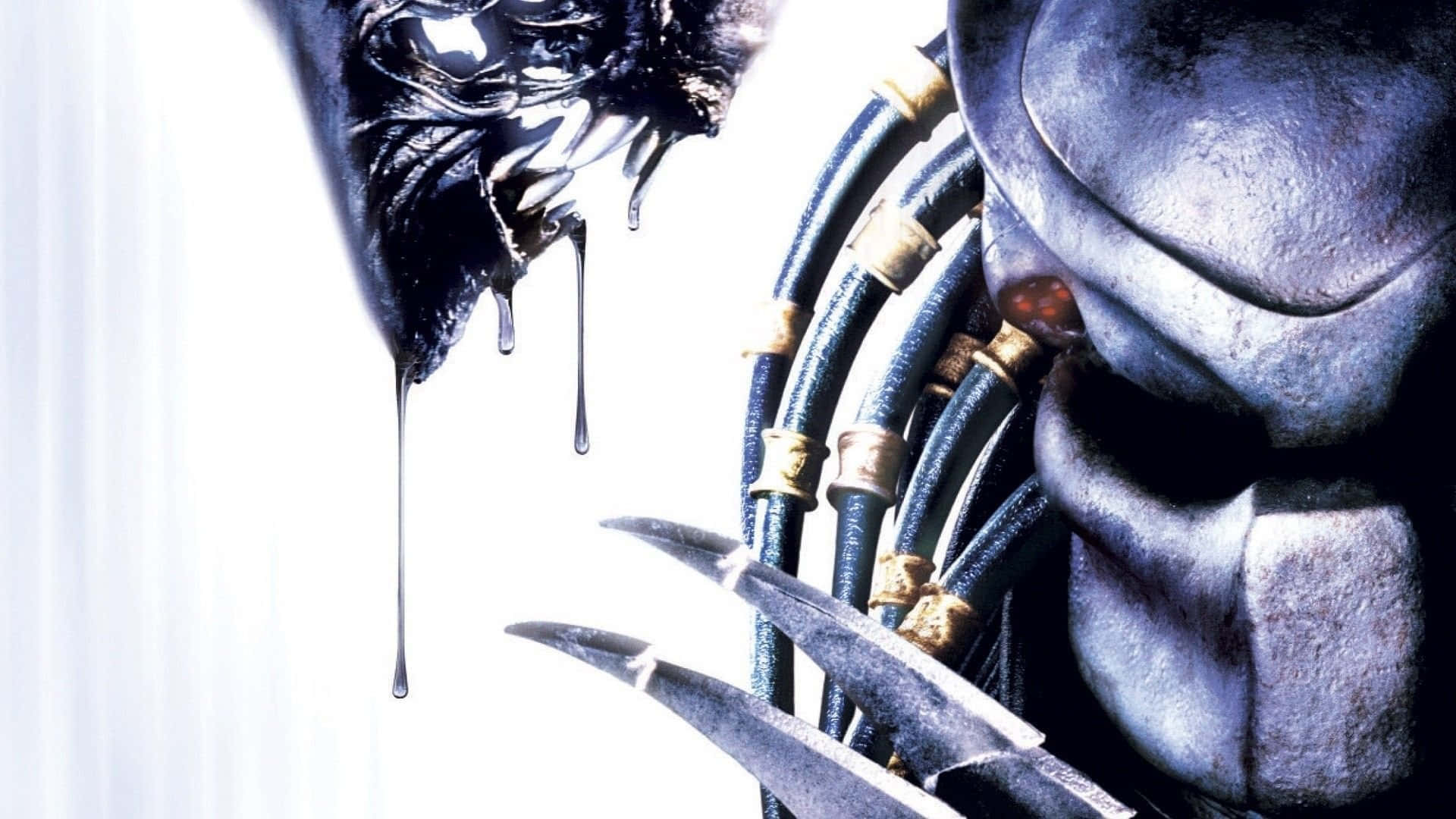 Alien Vs Predator, Predator, Alien, Full HD Desktop Wallpaper