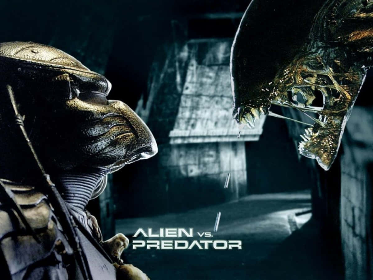 Alien Vs Predator, alien, predator, SD Desktop Wallpaper