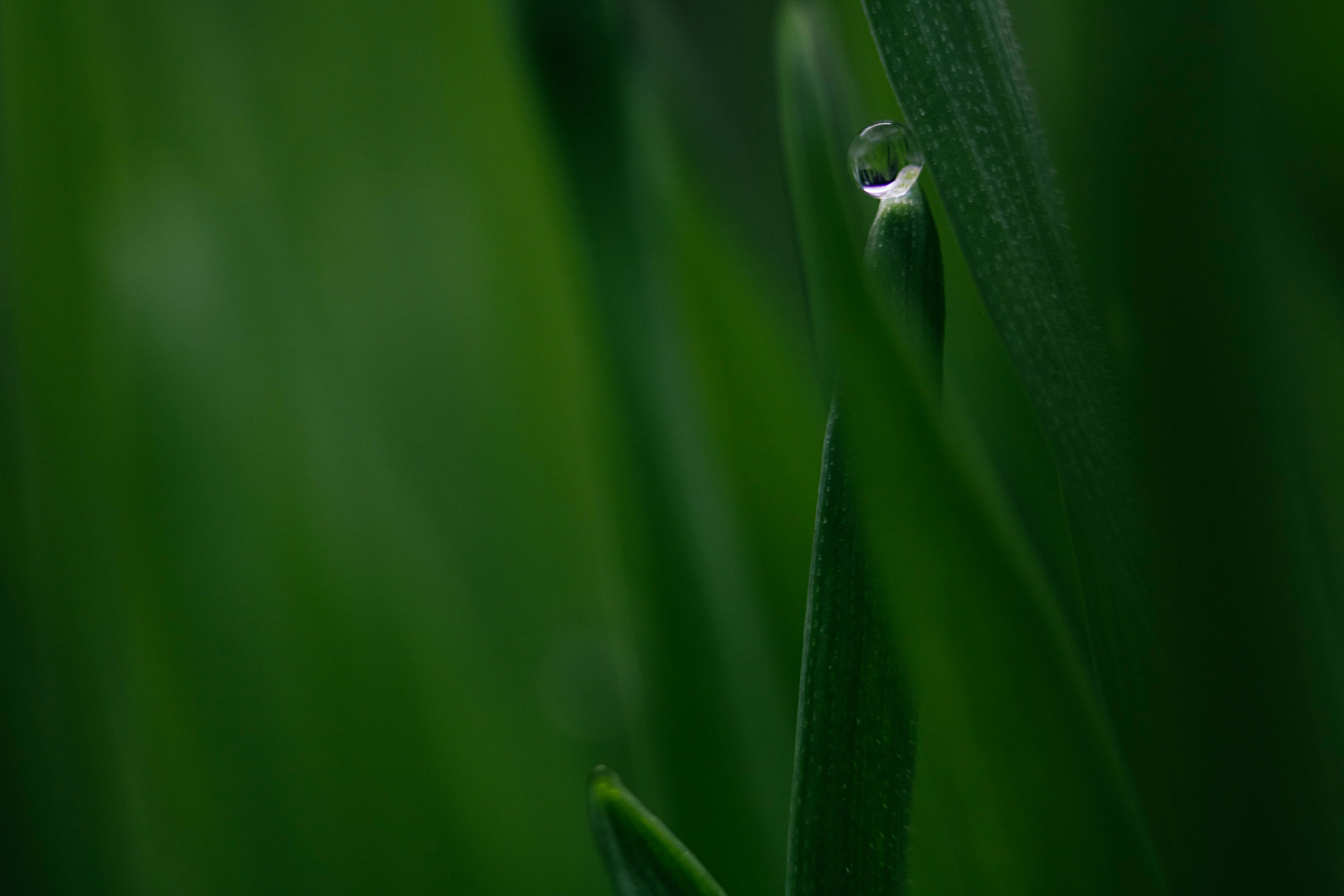 Alive, green grass, dewdrop, 5K Desktop Wallpaper