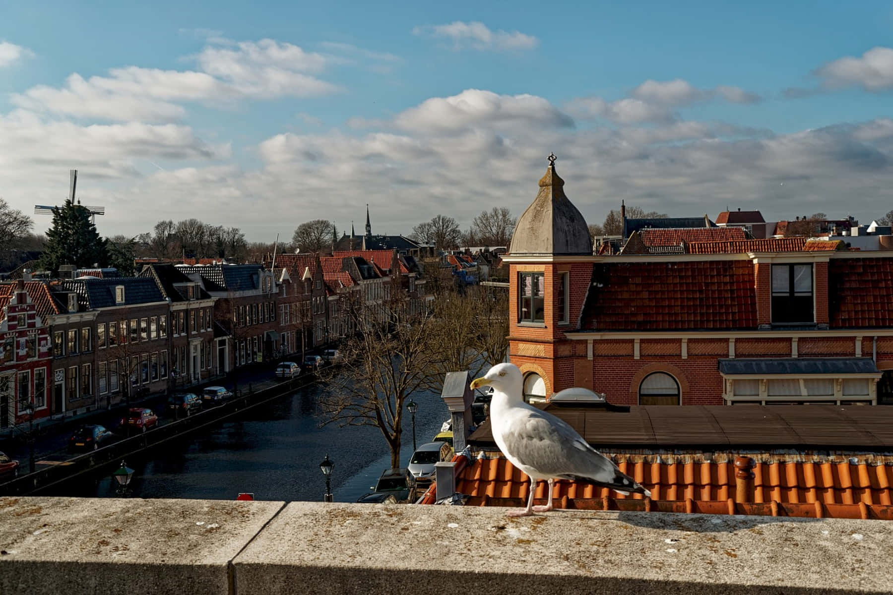 Alkmaar, canal, seagull, HD Desktop Wallpaper