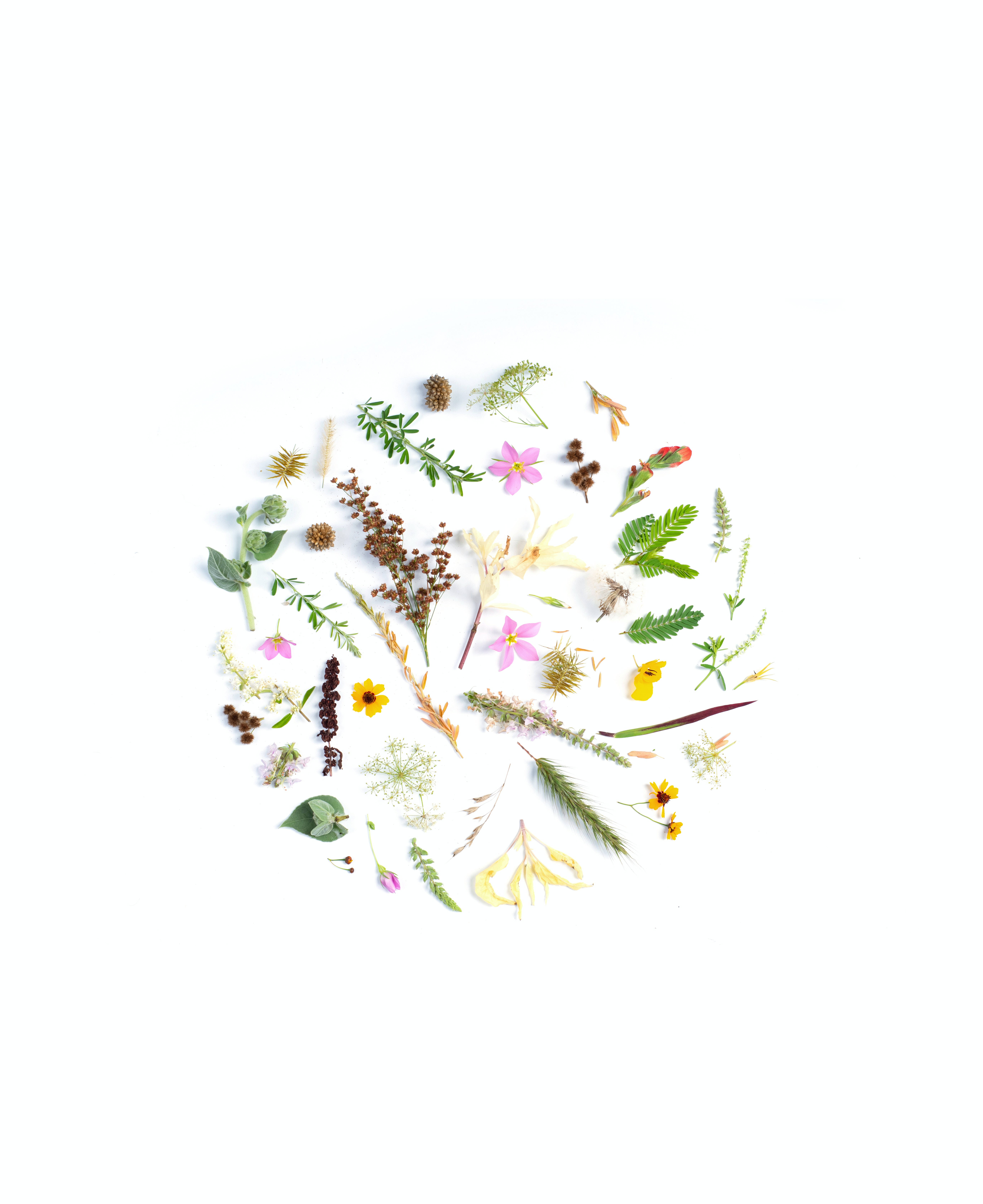 flowers, leaves, dried flowers, 5K Phone Wallpaper