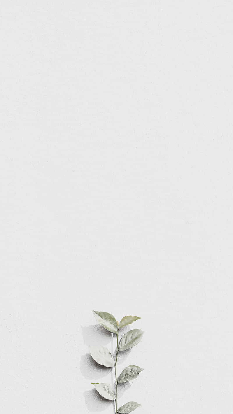 white leaves, Instagram Stories, minimalist textured white wall, HD Phone Wallpaper