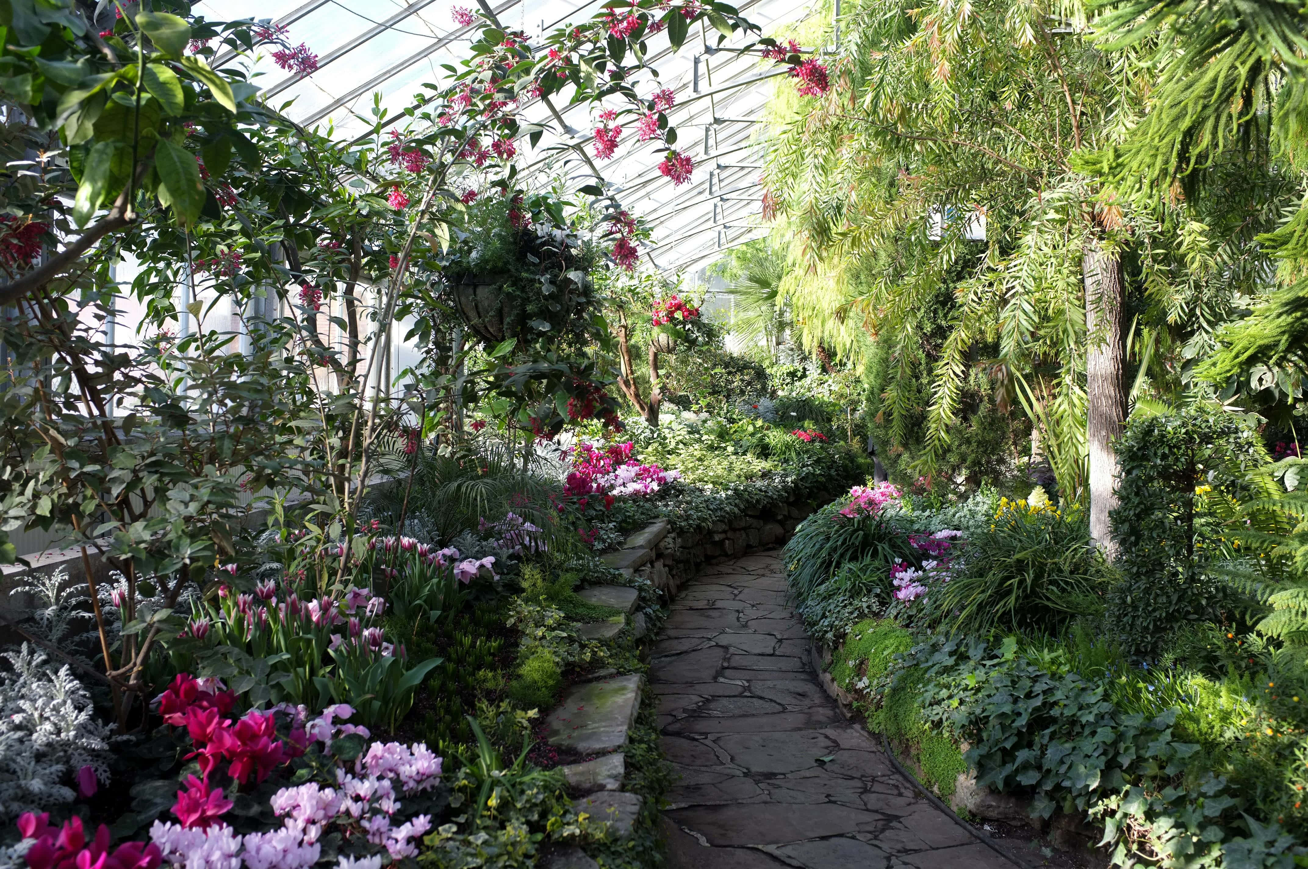 Allan Gardens Conservatory, floral pathway, winding stone path, 4K Desktop Wallpaper