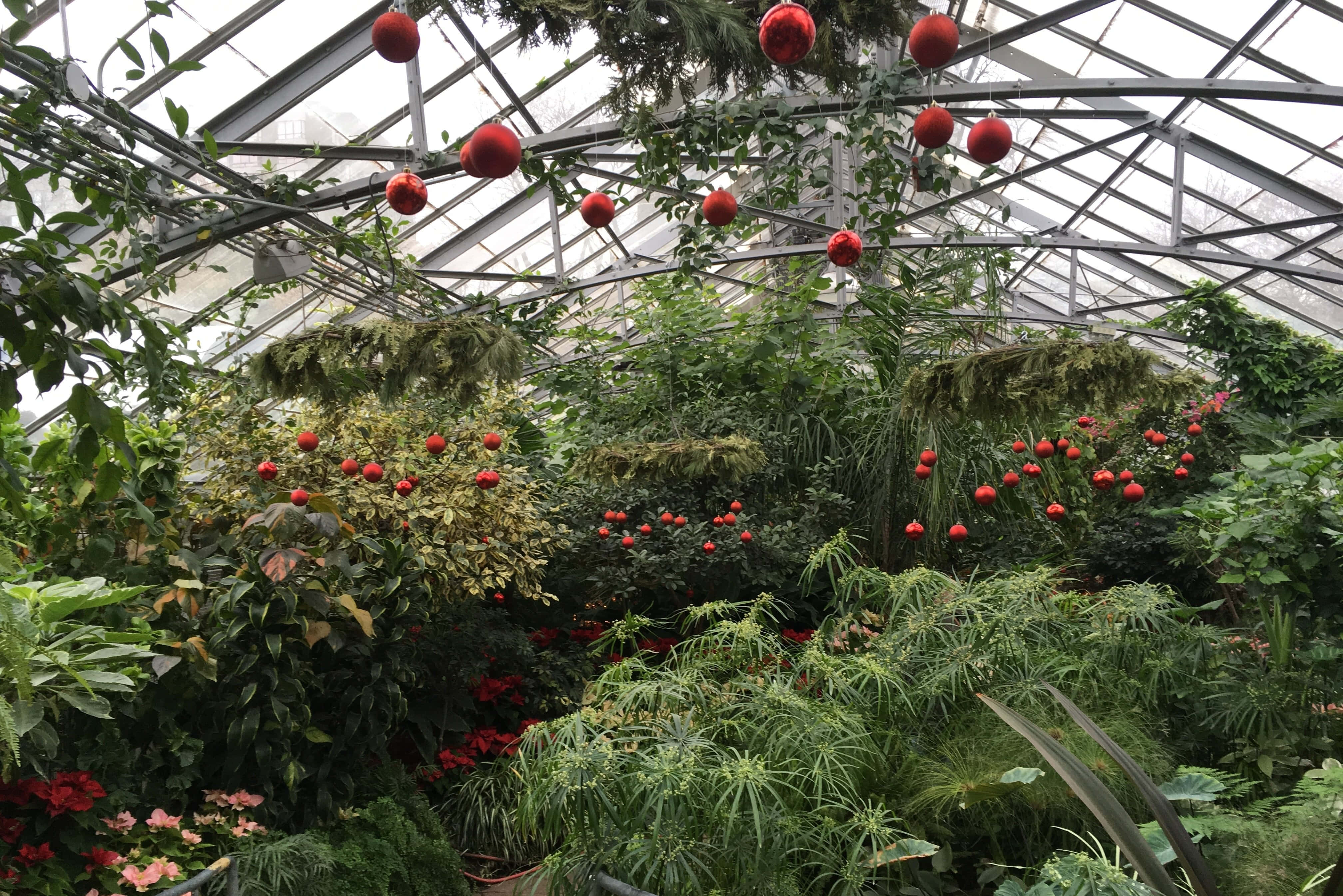 Allan Gardens Conservatory, glass greenhouse, hanging red ornaments, 4K Desktop Wallpaper