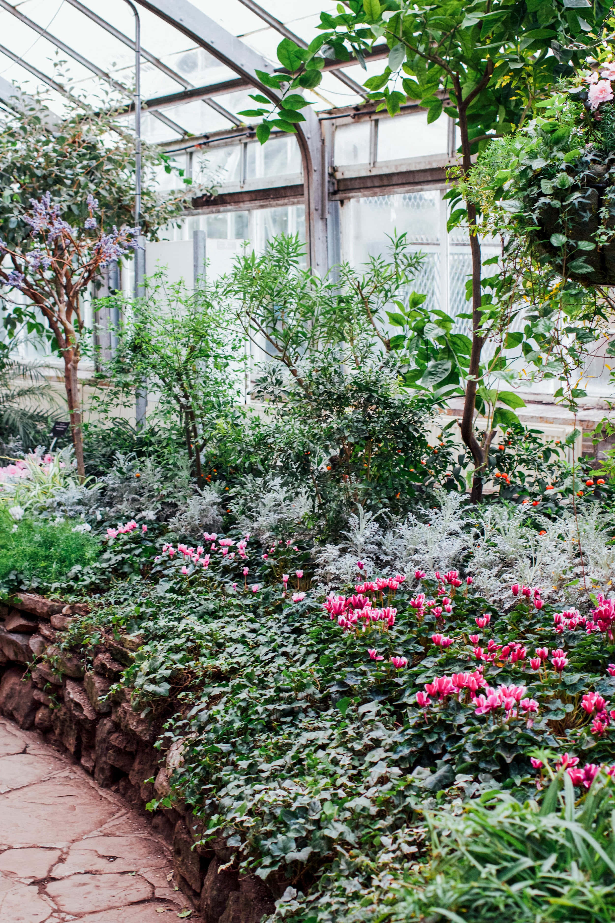 Allan Gardens Conservatory, floral display, pink cyclamens, 2K Phone Wallpaper