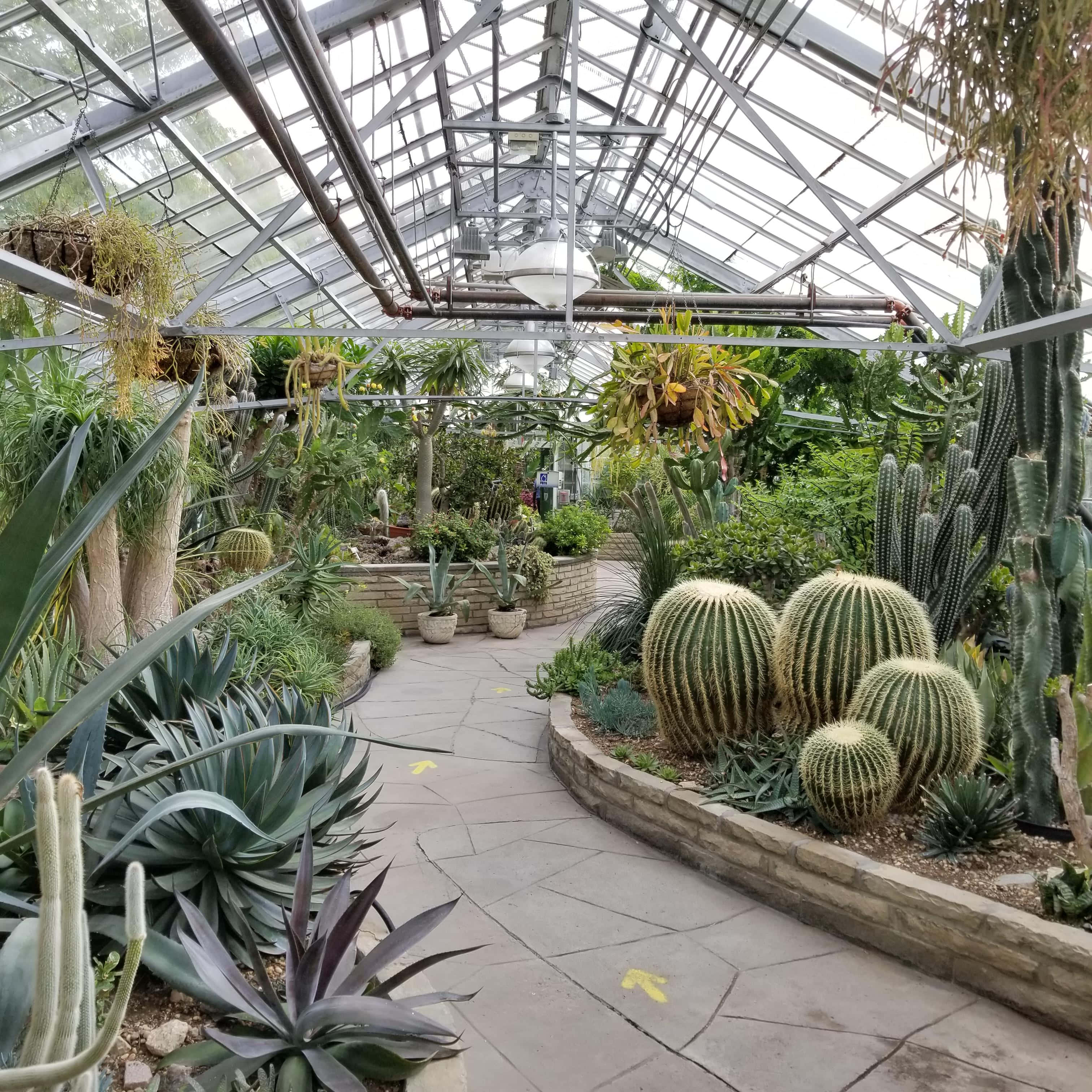 Allan Gardens Conservatory, interior greenhouse, glass roof, 2K Desktop Wallpaper
