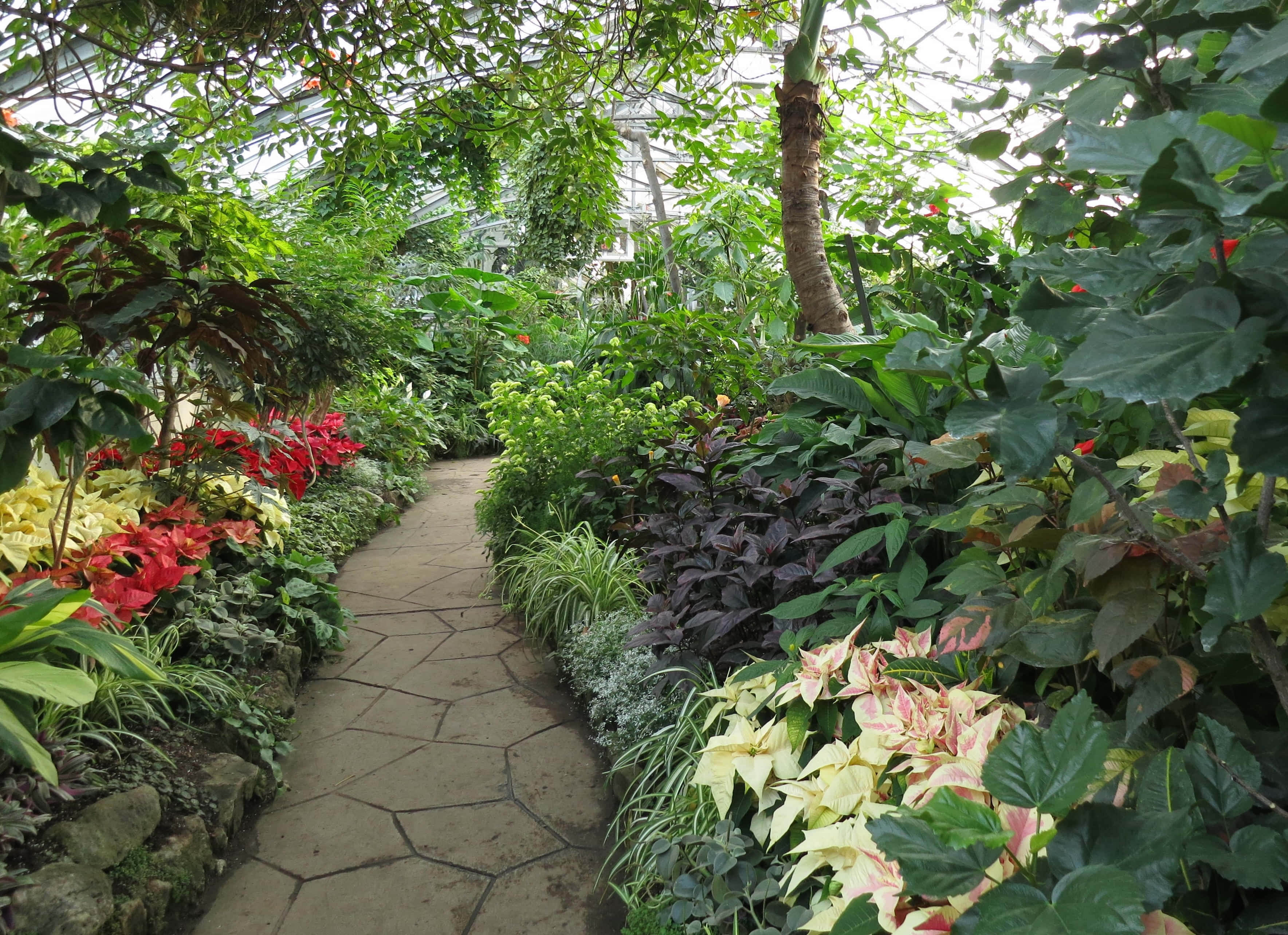 Allan Gardens Conservatory, stone path, lush greenhouse, 2K Desktop Wallpaper