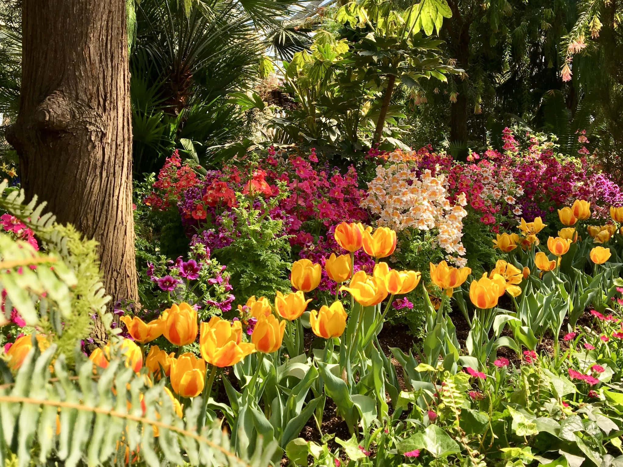 Allan Gardens Conservatory, vibrant orange tulips, lush green ferns, Full HD Desktop Wallpaper