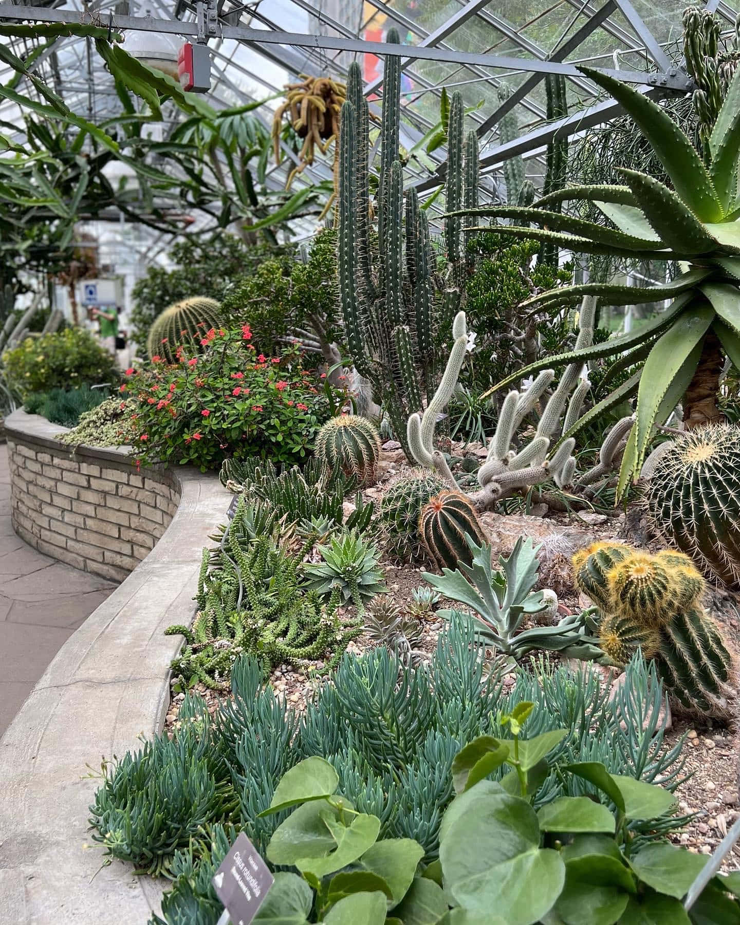 Allan Gardens Conservatory, cactus collection, greenhouse, HD Phone Wallpaper